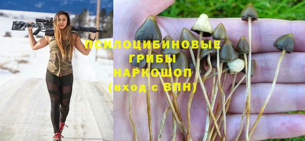 прущие грибы Армянск